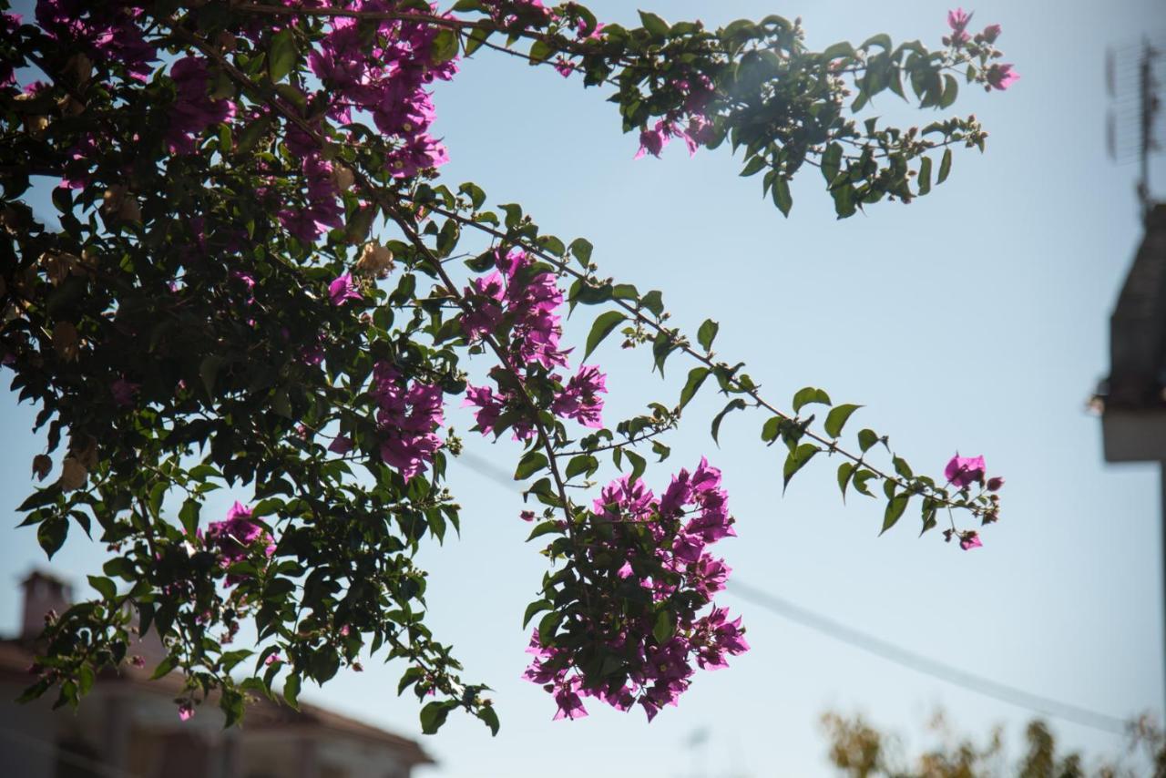 Seasidelongo Houses 1 Min From The Beach Of Nikiti المظهر الخارجي الصورة